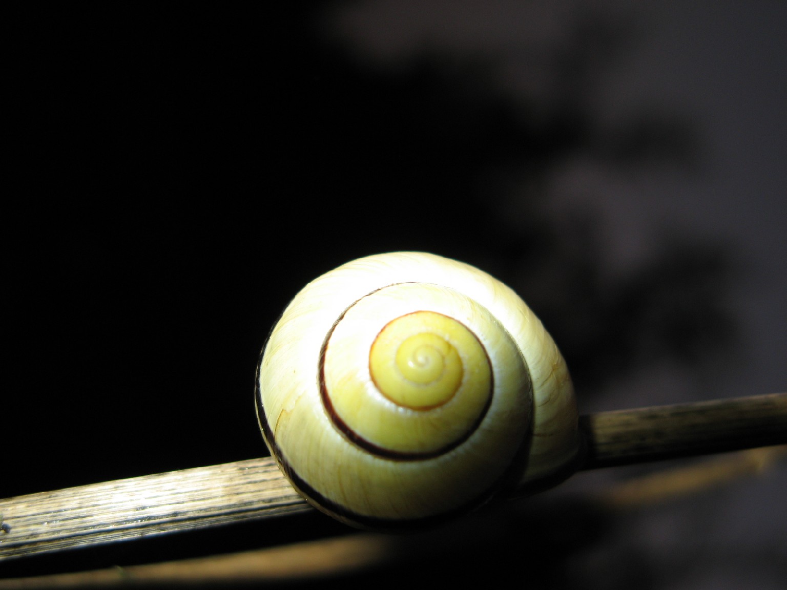 Cepaea nemoralis